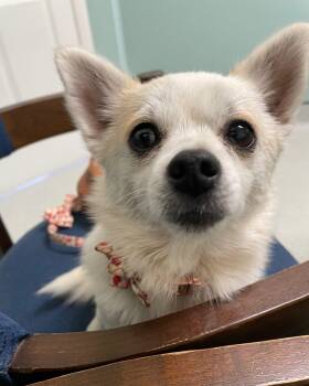 Rescue Pomeranian and Chihuahua Dogs for Adoption in Sanford, North Carolina - Yoshi & Princess Peach | PetCurious