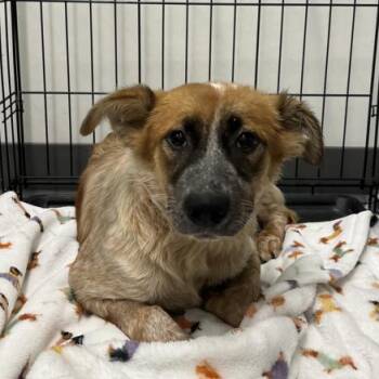 Plini -  Border Collie and Cattle Dog Dog for Adoption in Austin, Texas - Plini | PetCurious