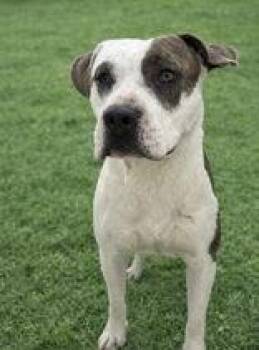 American Staffordshire Terrier Dogs Available for Adoption in Cibolo, Texas - Birk | PetCurious