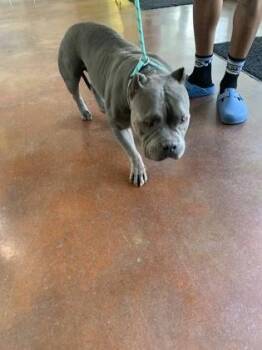 Renee -  American Bulldog and Mixed Breed Dog for Adoption in New Orleans, Louisiana - Renee | PetCurious