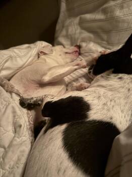 Dynamic Duo -  Jack Russell Terrier Dog for Adoption in Phoenix, Arizona - Dynamic Duo | PetCurious