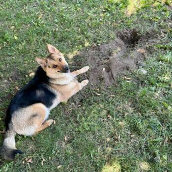 Nala -  Shepherd and Mixed Breed Dog for Adoption in Hawkestone, Ontario - Nala | PetCurious