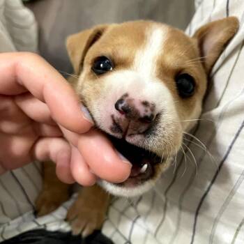 Cheesecake -  Mixed Breed Dog for Adoption in Fayetteville, Arkansas - Cheesecake | PetCurious