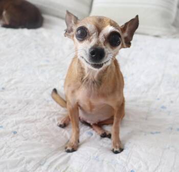 Chihuahua Dogs Available for Adoption in League City, Texas - Miss Margaret - Sweetest Senior Chihuahua | PetCurious