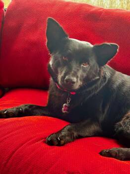 Australian Kelpie and Australian Shepherd Dogs Available for Adoption - Jazzy | PetCurious