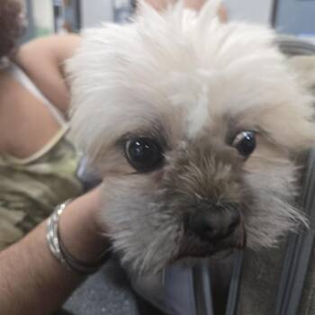 Caramel -  Pomeranian and Shih Tzu Dog for Adoption in Newark, New Jersey - Caramel | PetCurious