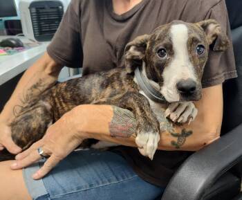 Meha -  Pit Bull Terrier Dog for Adoption in Albemarle, North Carolina - Meha | PetCurious