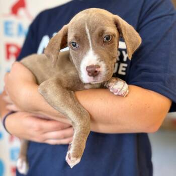 Belle -  Mixed Breed Dog for Adoption in Morristown, Vermont - Belle | PetCurious