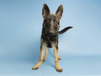 JOANN -  German Shepherd Dog Dog for Adoption in Phoenix, Arizona - JOANN | PetCurious
