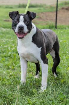 Rescue American Staffordshire Terrier Dogs for Adoption in Chester Springs, Pennsylvania - Everest | PetCurious