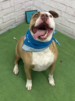 Mixed Breed Dogs Available for Adoption in Detroit, Michigan - Vincent | PetCurious