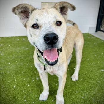 Mako -  Mixed Breed Dog for Adoption in Englewood, Florida - Mako | PetCurious