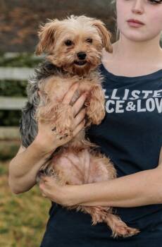 Rescue Yorkshire Terrier Dogs for Adoption in Chester Springs, Pennsylvania - Pawnie | PetCurious