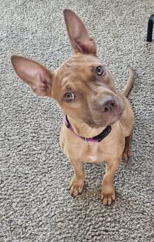 Juney -  Mixed Breed Dog for Adoption in Cornelius, North Carolina - Juney | PetCurious