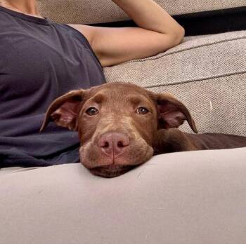 Kennedy -  Mixed Breed and Labrador Retriever Dog Available for Adoption in Valley Stream, New York - Kennedy | PetCurious