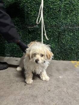 Terrier and Mixed Breed Dogs Available for Adoption in El Paso, Texas - 60911222 | PetCurious