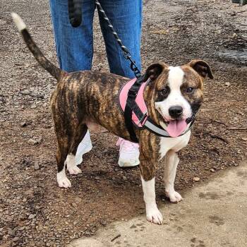 Rescue American Staffordshire Terrier and Mixed Breed Dogs for Adoption in Hackett, Arkansas - Frenchie | PetCurious