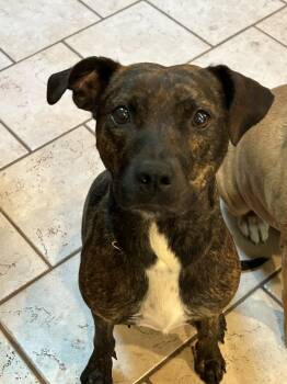 Brinley aka Benny -  Pit Bull Terrier Dog for Adoption in Barnhart, Missouri - Brinley Aka Benny | PetCurious