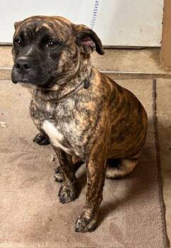 Rescue Mixed Breed and Boxer Dogs for Adoption in Denison, Iowa - Ralphie | PetCurious