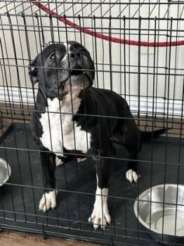 Rescue Pit Bull Terrier Dogs for Adoption in Fort Worth, Texas - Black | PetCurious