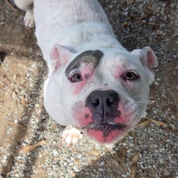 Nala -  Pit Bull Terrier and Mixed Breed Dog Available for Adoption in Pennsville Township, New Jersey - Nala | PetCurious