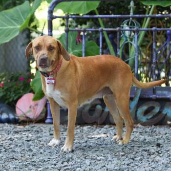 Pashka -  Labrador Retriever Dog for Adoption in Wake Forest, North Carolina - Pashka | PetCurious