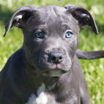 Pit Bull Terrier Dogs Available for Adoption in South Elgin, Illinois - Dove | PetCurious
