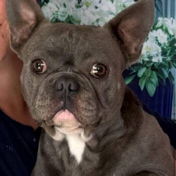 Brie -  French Bulldog Dog for Adoption in Oak Bluffs, Massachusetts - Brie | PetCurious