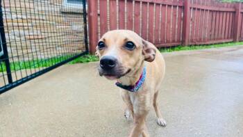 Noel -  Chihuahua and Mixed Breed Dog for Adoption in Clinton, Wisconsin - Noel | PetCurious