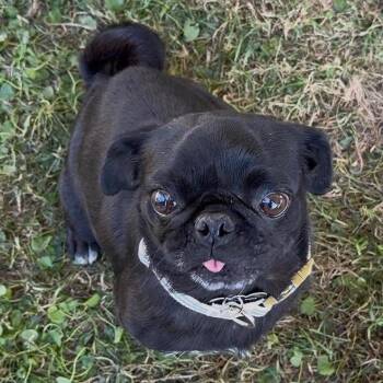 Onyx -  Pug Dog for Adoption in Apple Valley, California - Onyx | PetCurious