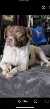 Potato -  Australian Shepherd and Spaniel Dog for Adoption in New Haven, Connecticut - Potato | PetCurious