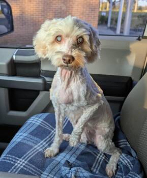 Rescue Cockapoo Dogs for Adoption in Punta Gorda, Florida - Pearl | PetCurious