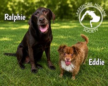 Ralphie & Eddie -  Chocolate Labrador Retriever Dog for Adoption in Dunkirk, New York - Ralphie & Eddie | PetCurious