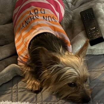 Yorkshire Terrier Dogs Available for Adoption - Maple | PetCurious