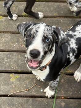 Scout -  Labrador Retriever and Catahoula Leopard Dog Dog for Adoption in Eureka, California - Scout | PetCurious
