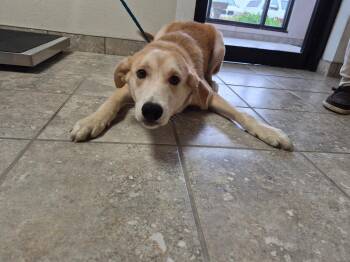 Elliott -  Great Pyrenees and Border Collie Dog for Adoption in Hays, Kansas - Elliott | PetCurious