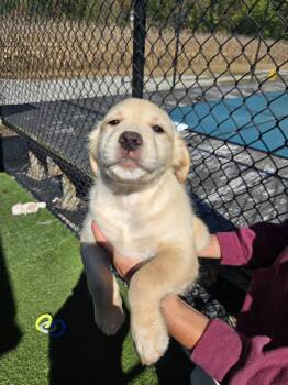Russet -  Golden Retriever Dog for Adoption in Richmond, Kentucky - Russet | PetCurious
