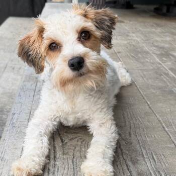 Honey -  Maltese and Miniature Schnauzer Dog Available for Adoption in Fort Collins, Colorado - Honey | PetCurious