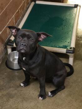Davina -  Pit Bull Terrier Dog for Adoption in Swainsboro, Georgia - Davina | PetCurious