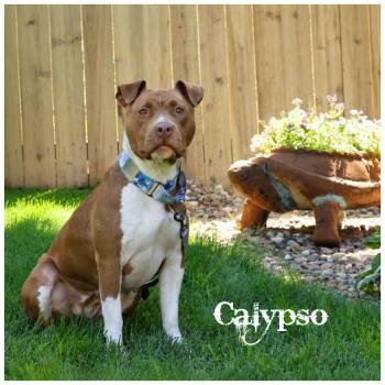 Calypso -  Terrier Dog for Adoption in Sioux Falls, South Dakota - Calypso | PetCurious