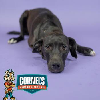 Blake -  Mixed Breed Dog for Adoption in Portland, Oregon - Blake | PetCurious