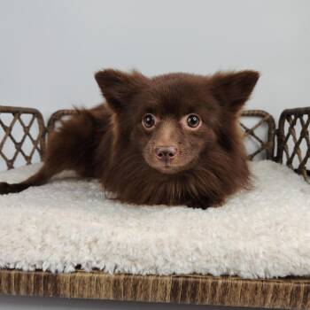 Paddington -  Pomeranian Dog for Adoption in Fort Wayne, Indiana - Paddington | PetCurious