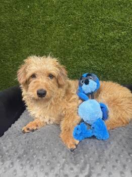 Dachshund and Terrier Dogs Available for Adoption - Cheeto James | PetCurious