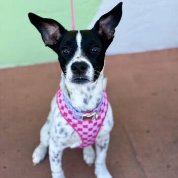 Rosa -  Pointer Dog for Adoption in Fort Lauderdale, Florida - Rosa | PetCurious
