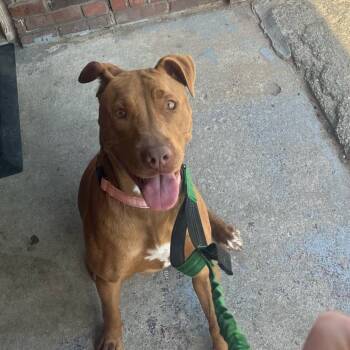 Rescue Mixed Breed Dogs for Adoption in Savannah, Georgia - Phoebe | PetCurious