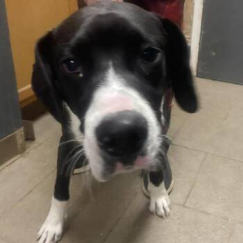Mixed Breed Dogs Available for Adoption in Huntington, West Virginia - Sledge Stray Hold 4/18 | PetCurious