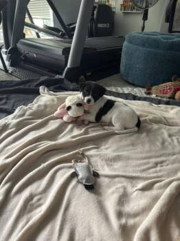 Inky -  Terrier Dog for Adoption in Seattle, Washington - Inky | PetCurious