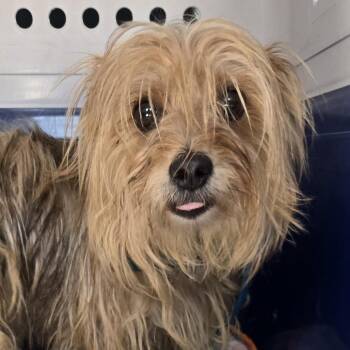 Tambor -  Yorkshire Terrier and Mixed Breed Dog for Adoption in Bristol, Indiana - Tambor | PetCurious