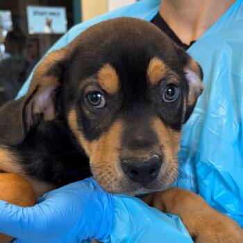 Terrier and Mixed Breed Dogs Available for Adoption - Peter | PetCurious