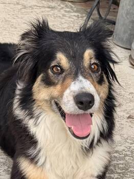 Australian Shepherd Dogs Available for Adoption - Adele | PetCurious